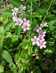 Pink oxalis flowers in Florida nature, closeup