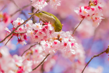 The Japanese White eye.The background is winter cherry blossoms. Located in Tokyo Prefecture Japan.
