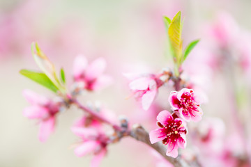 Detail of Prunus persica