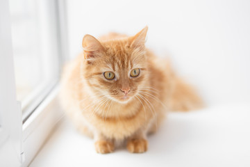 Portrait of an Orange cat sitting near the window on a white background
- 140506497
