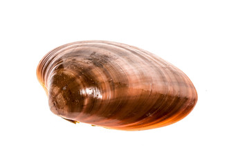 Fresh Smooth clam - Fasolara - Callista chione shell isolated.