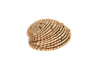 Fresh Warty venus clam - Fasolara (venus verrucosa) shell isolated.