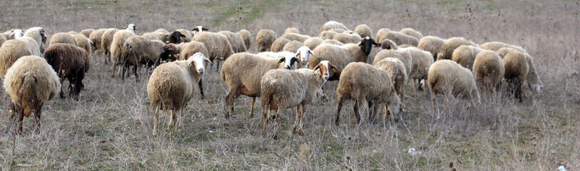 Obraz na płótnie Canvas Sheep Grazing.domestic animal theme