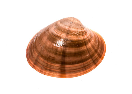 Fresh Smooth clam - Fasolara - Callista chione shell isolated.