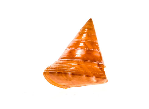 European Painted Topshell - Calliostoma zizyphinum sea snail slug shell