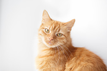 Portrait of an Orange cat sitting  on a white background
- 140507290