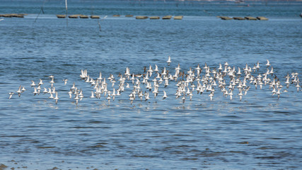 Dunlin, Calidris alpina, thick cloud of birds