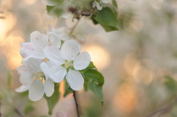 blooming Apple tree