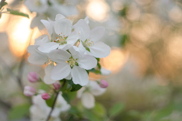 blooming Apple tree