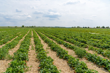 Fototapeta na wymiar Strawberry field in Germany