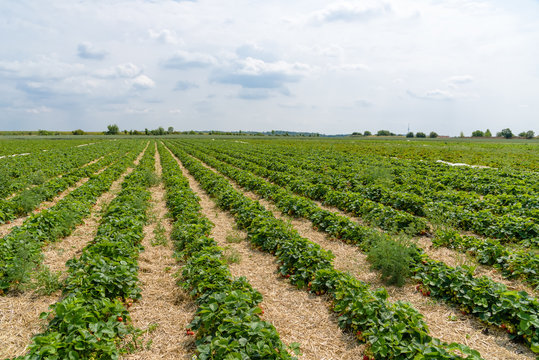 Strawberry field in Germany