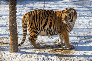 Siberian Tiger (Panthera tigris altaica)