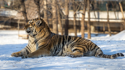 Siberian Tiger (Panthera tigris altaica)