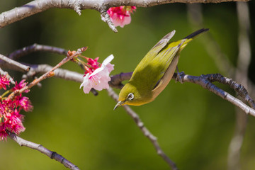 The Japanese White eye.The background is winter cherry blossoms. Located in Tokyo Prefecture Japan.