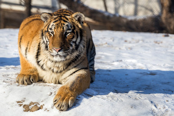 Siberian Tiger (Panthera tigris altaica)
