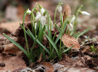 spring flower