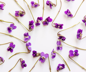 A frame of small forest flowers purple violets on white background with copy space. Flat lay, top view