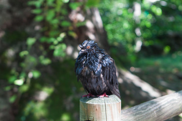 Uccello nero increspato con gli occhi arancioni sullo sfondo di una foresta verde