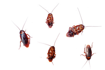 cockroach on white background textures