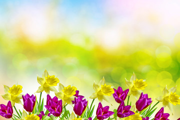 Fototapeta na wymiar Bright and colorful spring flowers daffodils and tulips