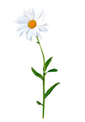 daisies summer flower isolated on white background.