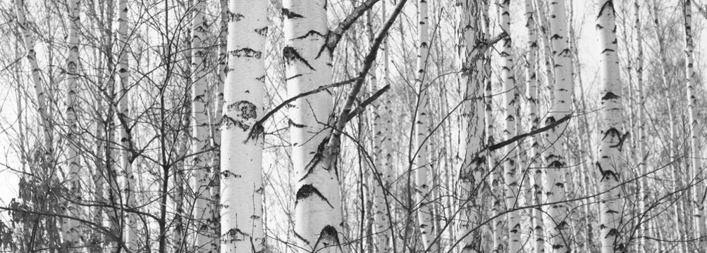 Fototapeta Beautiful landscape with birches. Black and white panorama with birches in retro style. Birch grove in autumn. The trunks of birch trees. Black and white panoramic photo of birch trunks.