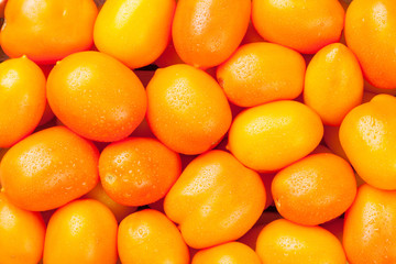 Fresh garden orange tomatoes