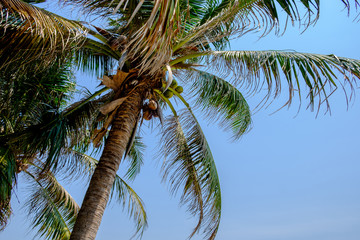 Obraz premium The coconut tree.