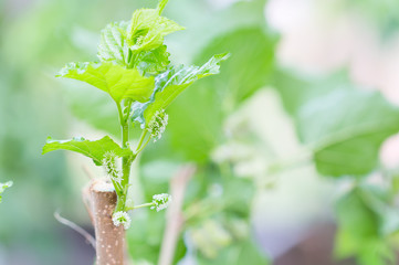 Selective focus young mulberry fruit,