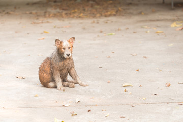 Dirty puppy dog,Thai Bangkaew puppy dog