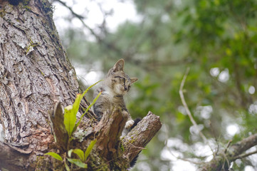 little on the tree