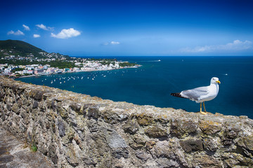 Gabbiano a Ischia