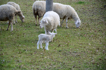 Sheep and lambs grazing in a meadow