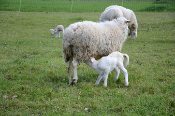 Sheep and lambs grazing in a meadow