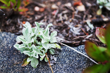 Nature of the Jefferson Lake Recreation Area, Colorado