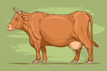  retro illustration of a cow.