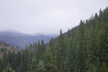 Nature of the Jefferson Lake Recreation Area, Colorado