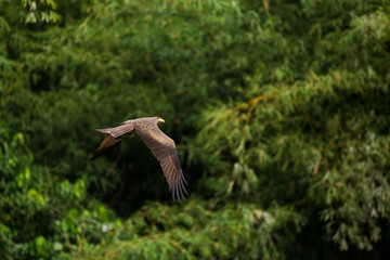 Yellow-billed kite flying through rainforest, Kakum Ghana