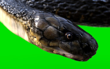 Naklejka premium 3d King Cobra Black Snake The world's longest venomous snake isolated on green background, King cobra snake 3d illustration, King cobra snake 3d Rendering, close-up