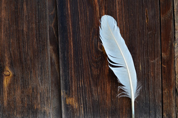 White feather on wooden surface. Feather and wood texture with copy space