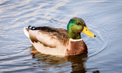 Mallard in water