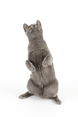 Katzen-Russisch-Blau-14920