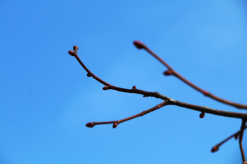 Branch of a tree with a blooming bud on the background of a bright blue spring sky.