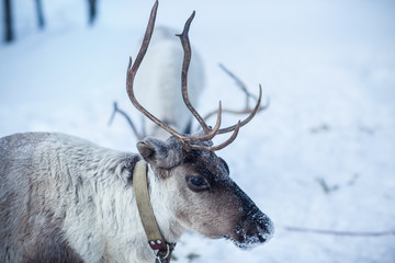 reindeer in the background of a snowy landscape