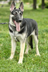Close Up Alsatian Wolf Dog Or German Shepherd Dog On Green Grass Background. Deutscher Dog.