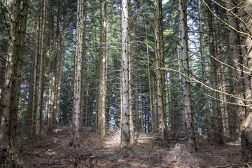 Wald in der Steiermark, Österreich