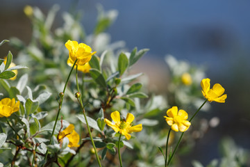 Gelbe Blumen auf norwegischer Wiese