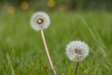 Pusteblume im Rasen (Löwenzahn)