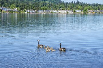 Canadian geese with goslings swimming on the lake 