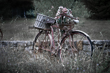Fototapeta premium Luberon Flower Bike